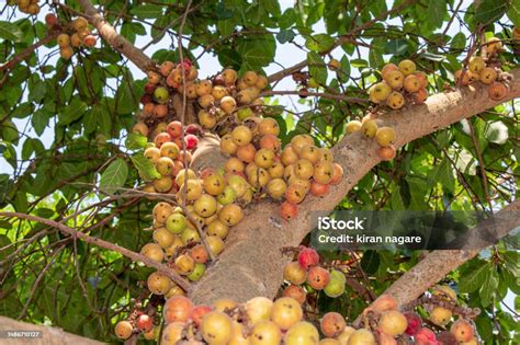 Buah Ara Ficus Racemosa Gambar Di Pohon Alam Buah Ara Hutan Buah Ara ...