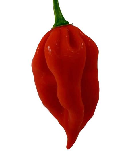 Top 10 World S Hottest Peppers Artofit