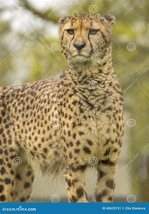 Cheetah stock image. Image of stare, fast, fastest, african - 40633731