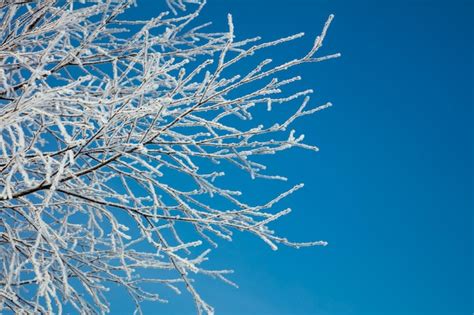 A Neve Da Paisagem Do Inverno Cobriu Galhos Brancos Gelados Contra O