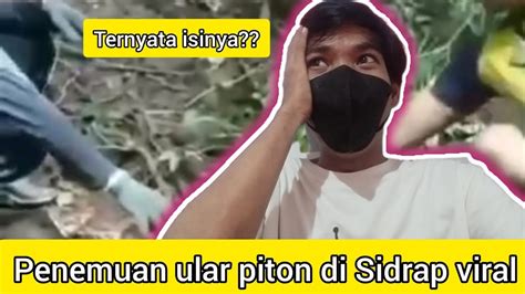 Bahas Penemuan M Yat Dalam Perut Ular Piton Di Sidra Sulawesi YouTube