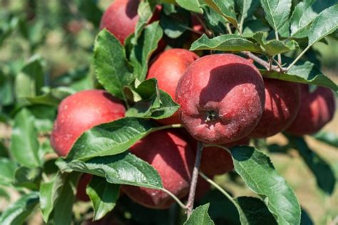 Apple fruit on a tree (2745827)