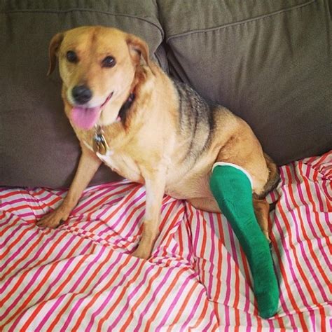 Paw-Fect Repair: 5 Essential Steps To Mend Your Dog's Broken Leg