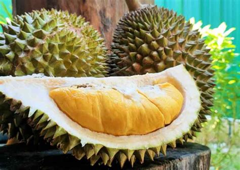 Cara Menanam Durian Musang King Agar Cepat Berbuah Solahart Handal