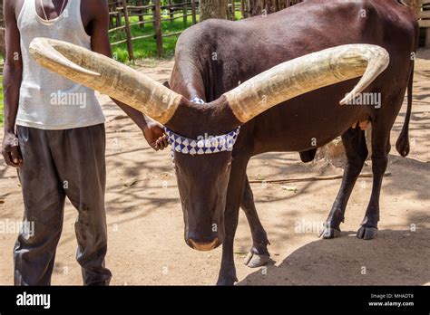 The African Long Horned Cow Ankole Watusi Descended From The