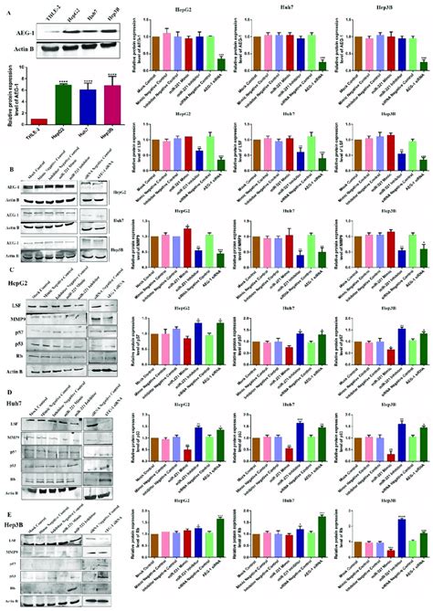 The Effect Of AEG 1 MiR 221 Was Analyzed On Cell Cycle And Angiogenesis