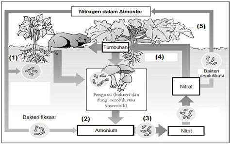 Perhatikan Daur Nitrogen Berikut Proses Yang Akan Terganggu Bila Di