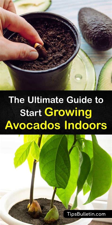 The Ultimate Guide To Start Growing Avocados Indoors Avocado Plant