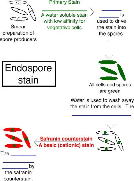 Capsule Stain Procedure