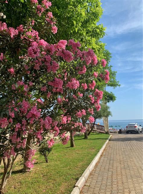 Kemer 💗 | Кемер, Путешествия, Пляжные путешествия