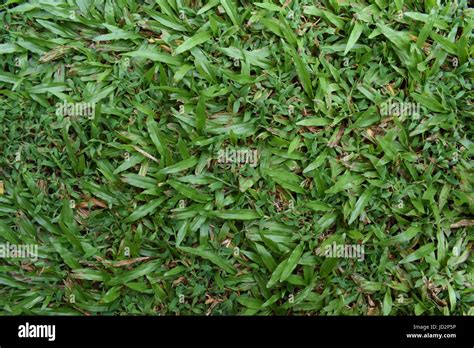 Natural Green Grass Texture Background Stock Photo Alamy