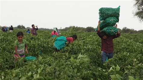 jornaleros agricolas Desinformémonos