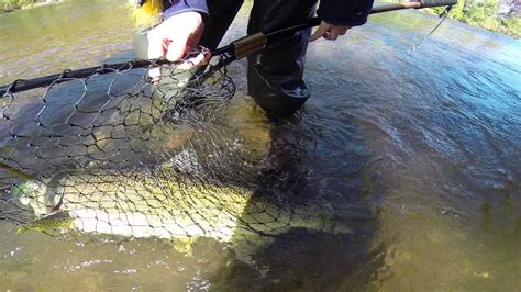 Fun On The Manistee River Youtube