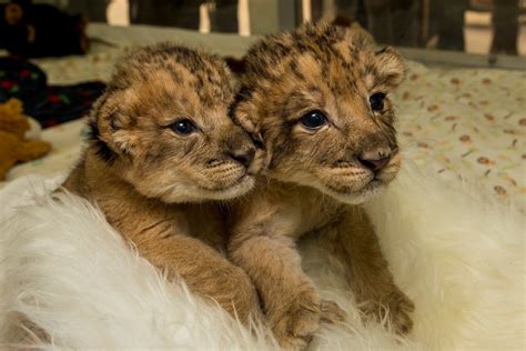 Lion Cubs Bottle Feed And Play At San Diego Zoo Safari Park Youtube