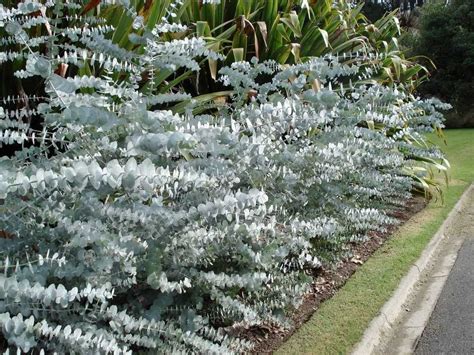 Silver Dollar Eucalyptus Plantingtree