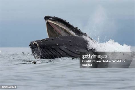 Humpback Whale Mouth Photos and Premium High Res Pictures - Getty Images