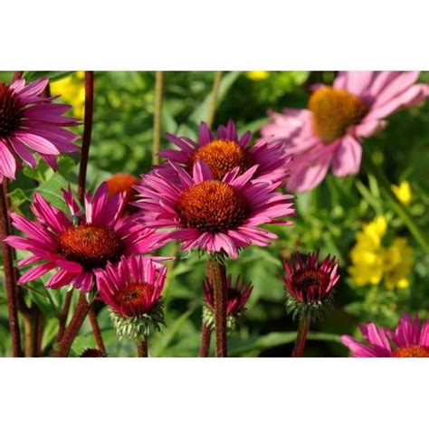 Echinacea Purpurea Fatal Attraction Stauden Pflanzen Kaufen