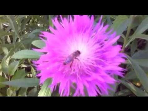 ЛИЛОВО-РОЗОВЫЕ ВАСИЛЬКИ - YouTube