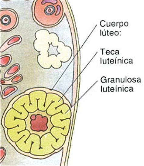 Diccionario De Biologia Qu Es Un Cuerpo Amarillo