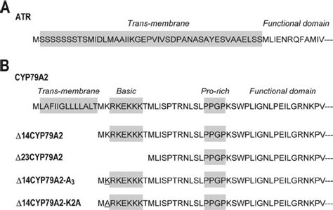 Schematic Representations Of N Terminal Sequences In Atr A And Download Scientific Diagram