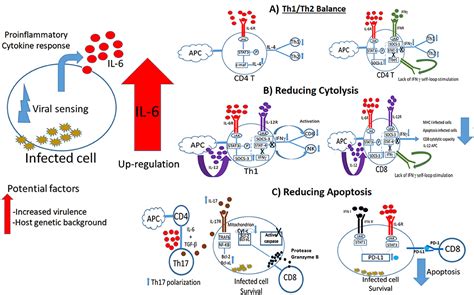 Frontiers The Role Of Interleukin 6 During Viral Infections