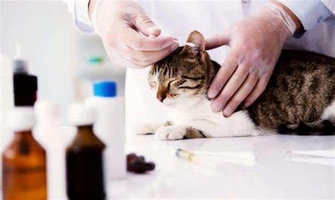 Symptoms and treatment of fatty liver in cats - HealthZigZag