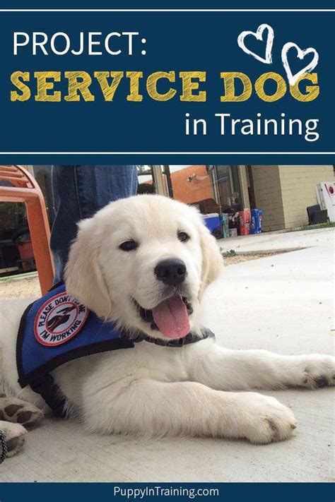 Project Service Dog In Training Service Dogs Easiest Dogs To Train