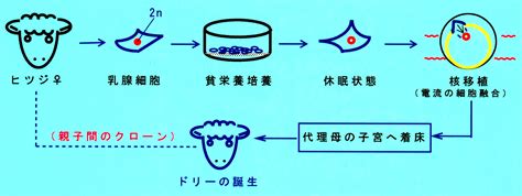 成体の体細胞で核移植が成功した秘訣は，乳腺細胞のDNAを休眠状態