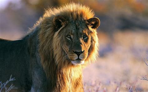 lion, Predator Wallpapers HD / Desktop and Mobile Backgrounds