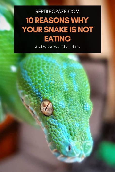 Reasons Why Your Snake Is Not Eating And How To Help Reptile Craze