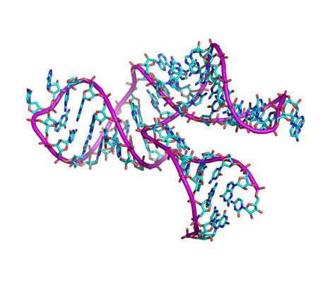 Ribozyme Molecule Photograph by Laguna Design - Pixels