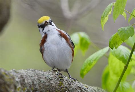 Study Finds Bird Migration Timing Skewed by Climate Change - intoBirds