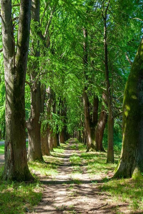 Rvore De Cipreste Grande No Parque De Maltakva Poti Do P Ntano