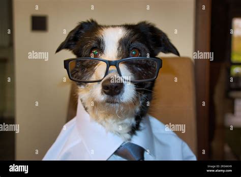 Our Dog Is The Boss Stock Photo Alamy