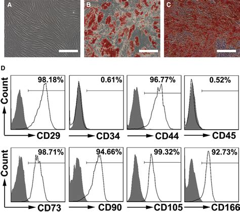 Characteristics Of Human Mscs A The Morphology Of Human Mscs Download Scientific Diagram