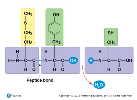Chapter 7: Microbial Biochemistry Flashcards | Quizlet 