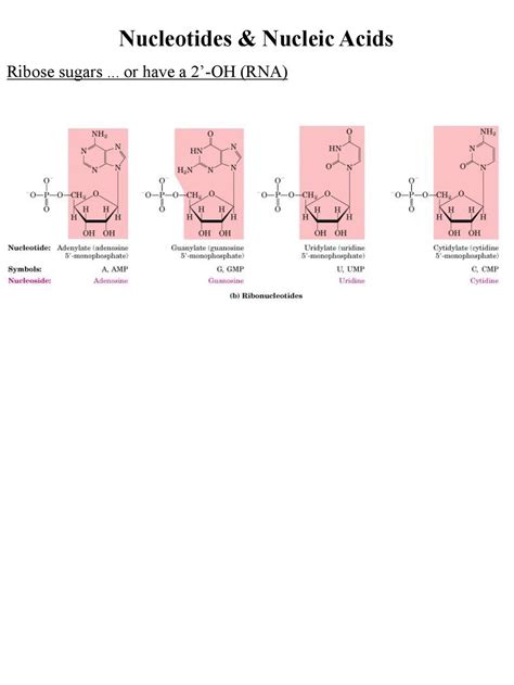 Nucleosides And Nucleotides Ppt Download