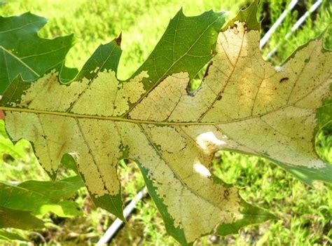 Summer Pests On Oaks Oak Sawflies Oak Spider Mites And Oak Lace Bugs — Plant And Pest Advisory