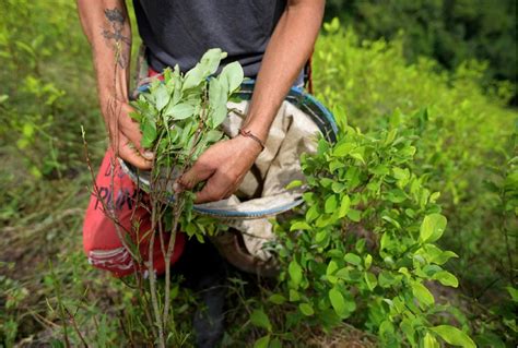 Los Cultivos De Coca En Colombia Volvieron A Romper R Cord Con