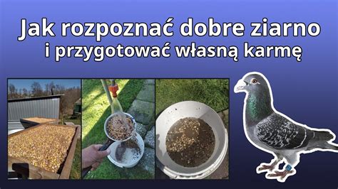 Wyb R Ziarna I Przygotowanie Karmy Dla Go Bi Jak Pozby Si Ornitozy