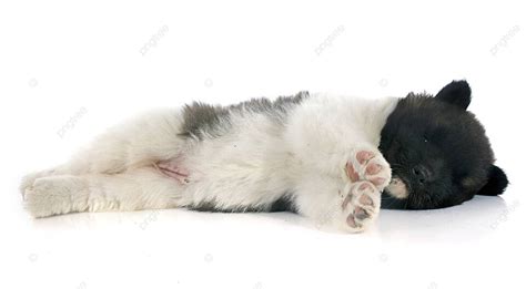 Puppy American Akita Sleeping White Studio Photo Background And Picture ...