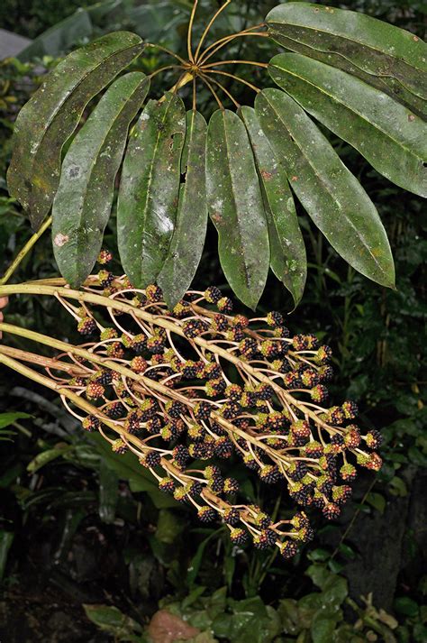 Heptapleurum Oblongifolium Araliaceae Image At Phytoimages Siu Edu