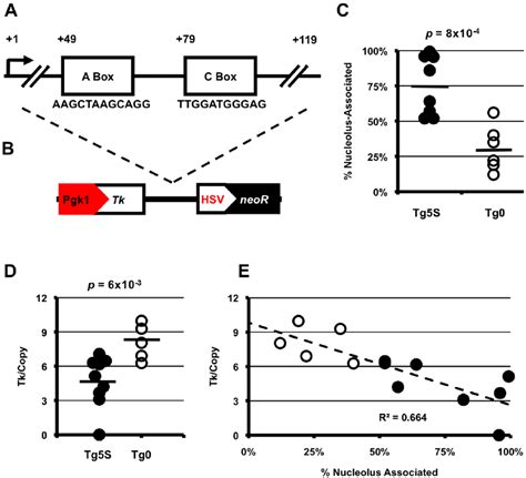 S Rdna Transgenes Show Preferential Association With The Nucleolus And