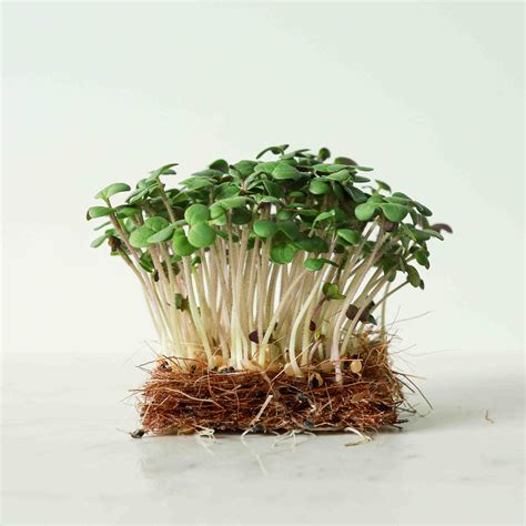 Mustard White Microgreens Seeds