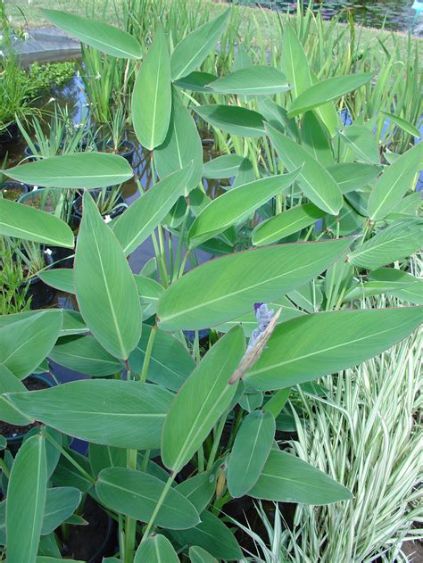 Thalia Dealbata Dwarf Form Wallis Creek Watergarden