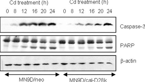 Proteome Analysis Associated With Cadmium Adaptation In U937 Cells