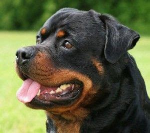 Aprender Sobre Imagem Tudo Sobre A Ra A Rottweiler Br