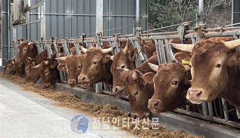 고흥군 한우농가 사료 구입비 긴급 지원