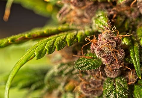 Trichome Auf Cannabis Mythen Ber Qualit T Und Bedeutung F R Pflanzen