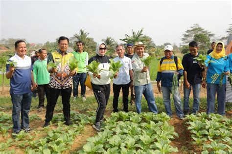 Riana Sari Panen Buah Dan Sayur Di Kebun Pkk Agropark Topik Indonesia